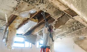 Mold Removal & Remediation